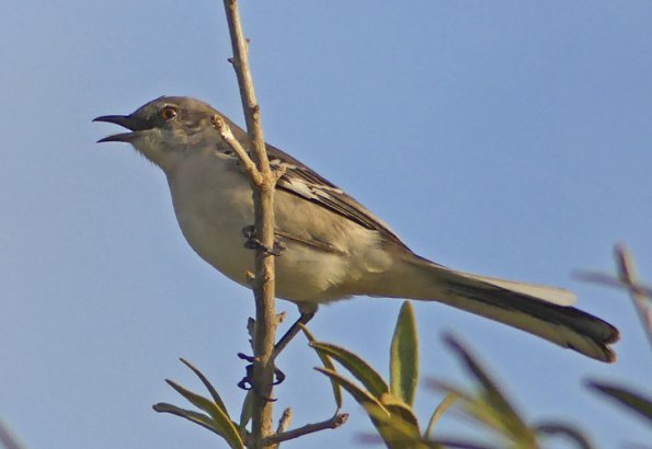 Northern-Mockingbird-2