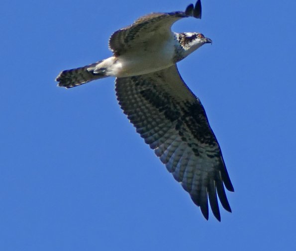 Osprey-at-Mendenhall-Glacier-3