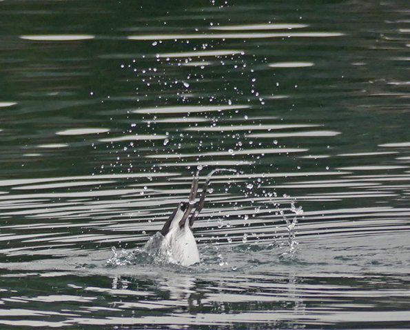 Common-Murre-diving