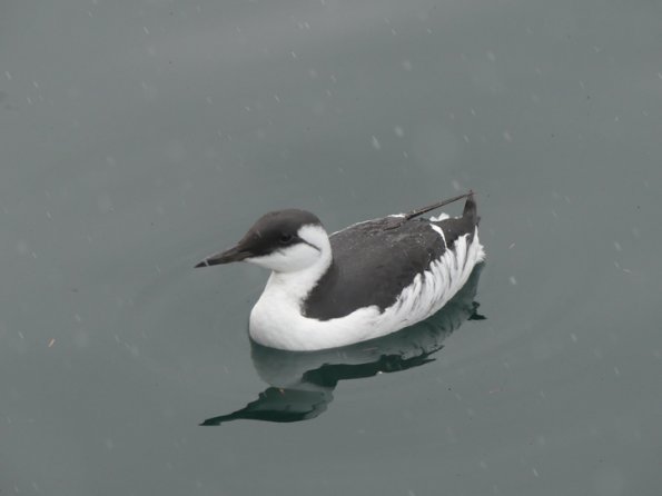 Common-Murre-in-winter-plumage