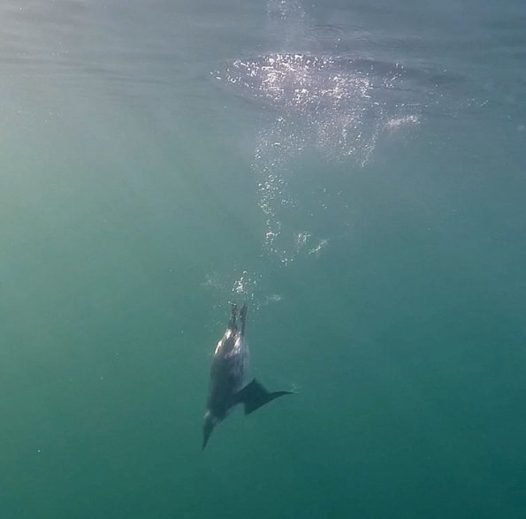 Common-Murre-swimming-underwater