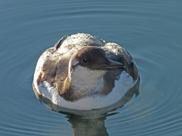 common-murre-close-up