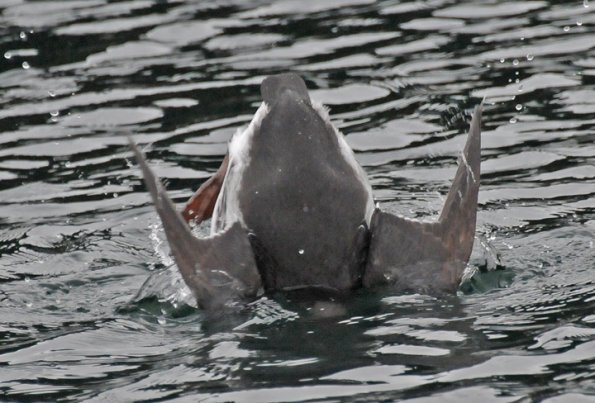 common-murre-diving-3
