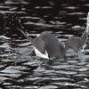 common-murre-diving-d-300