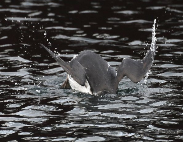 common-murre-diving-d-300