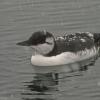 common-murre-in-snow