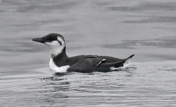 common-murre-nonbreeding-november