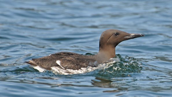 common-murre-portrait