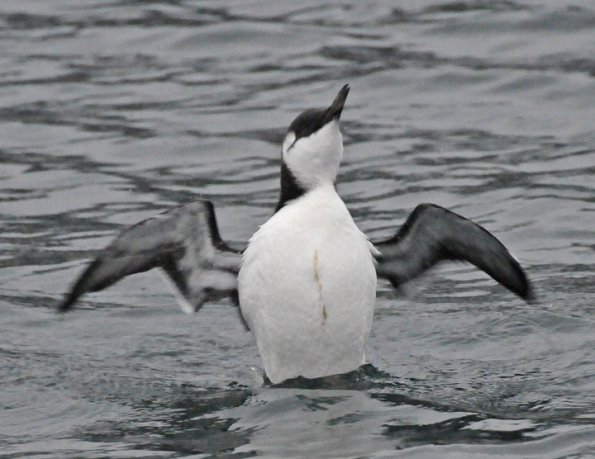 common-murre-stretching-in-the-rain_1326331833