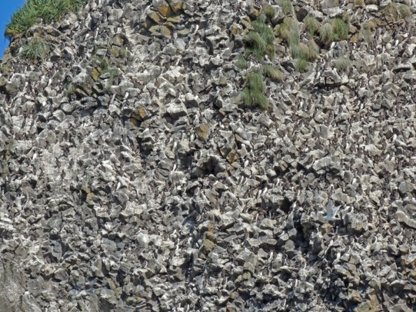 common-murres-2-saint-lazaria-island-sitka