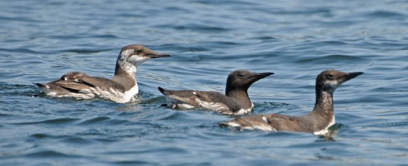 common-murres-different-plumages