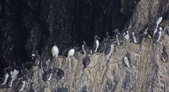 common-murres-saint-lazaria-island-sitka