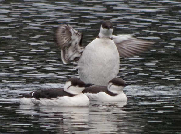 common-murres-three