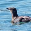 marbled-murrelet-adult