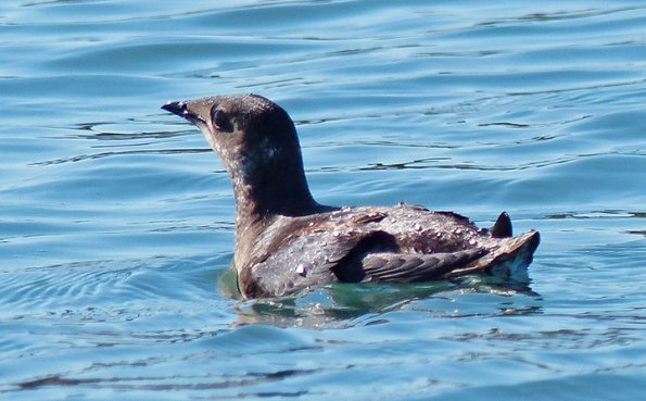 marbled-murrelet-adult