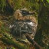 marbled-murrelet-chick-august-8-about-31-days-old