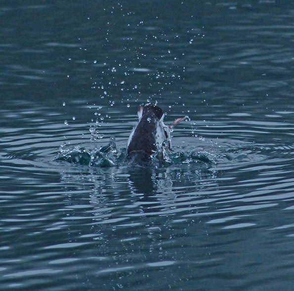marbled-murrelet-diving-2