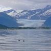 marbled-murrelet-pair-and-mendenhall-glacier