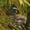 marbled-murrelet-parent-brings-fish-to-chick-on