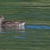 marbled-murrelets-adults-a-pair