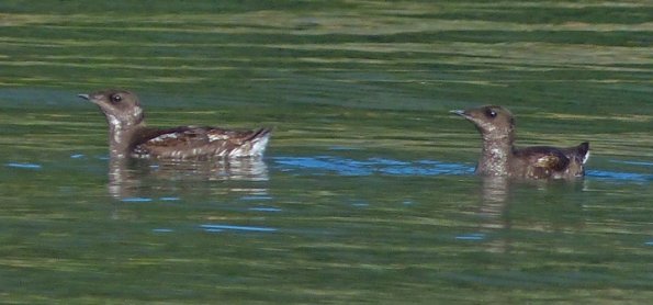 marbled-murrelets-adults-a-pair
