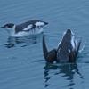 marbled-murrelets-pair-winter-plumage-one-diving
