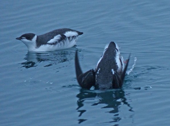 marbled-murrelets-pair-winter-plumage-one-diving