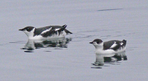 marbled-murrelets-winter-3