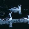 marbled-murrelets-winter-plumage-one-concerned