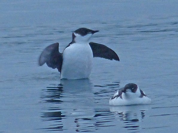 marbled-murrelets-winter-plumage-wings-raised-1