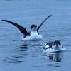 marbled-murrelets-winter-plumage-wings-raised-2