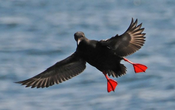pigeon-guillemot-in-flight-showing-red-feet