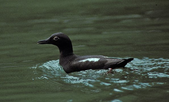 pigeon-guillemot-on-water