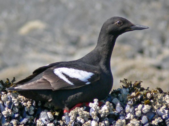 pigeon-guillemot-portrait