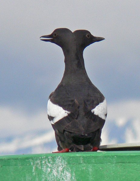 pigeon-guillemot-rare-two-headed
