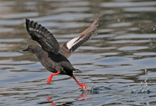 pigeon-guillemot-taking-off-from-water