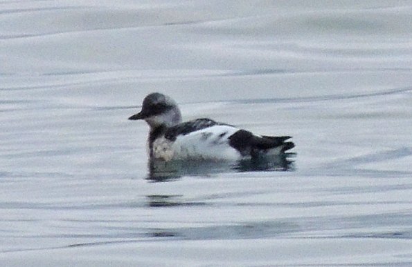pigeon-guillemot-winter