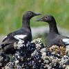 pigeon-guillemots-adults