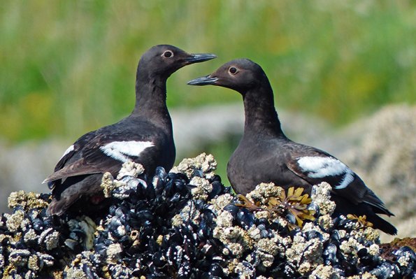 pigeon-guillemots-adults