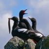 pigeon-guillemots-one-with-fish-other-with-mouth-open