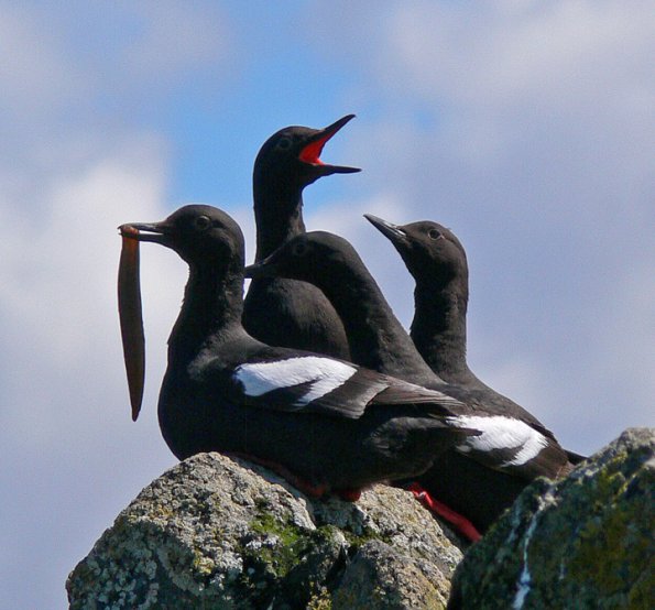 pigeon-guillemots-one-with-fish-other-with-mouth-open