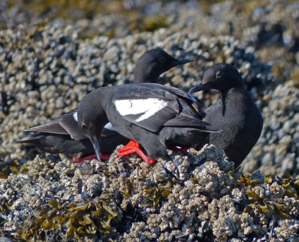 pigeon-guillemots-three