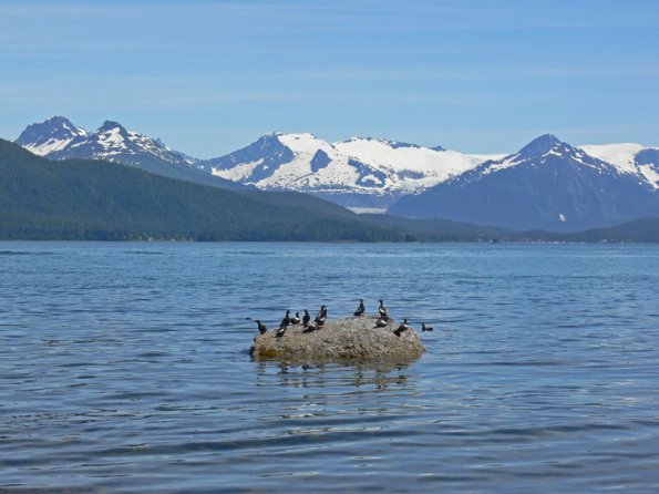 pigeon-guillemots-view-into-auke-bay-and-mendenhall-glacier