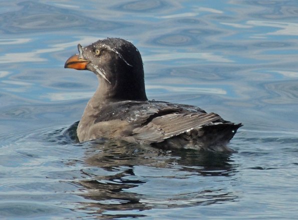 rhinoceros-auklet-breeding-st