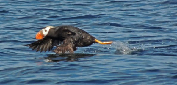tufted-puffin-in-flight