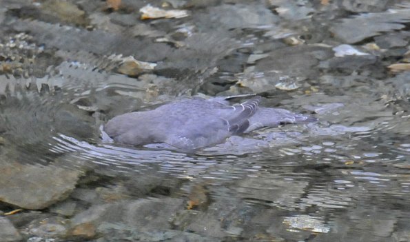 american-dipper-swimming-and-looking-2