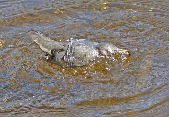 American-Dipper-emerging-with-caddisfly