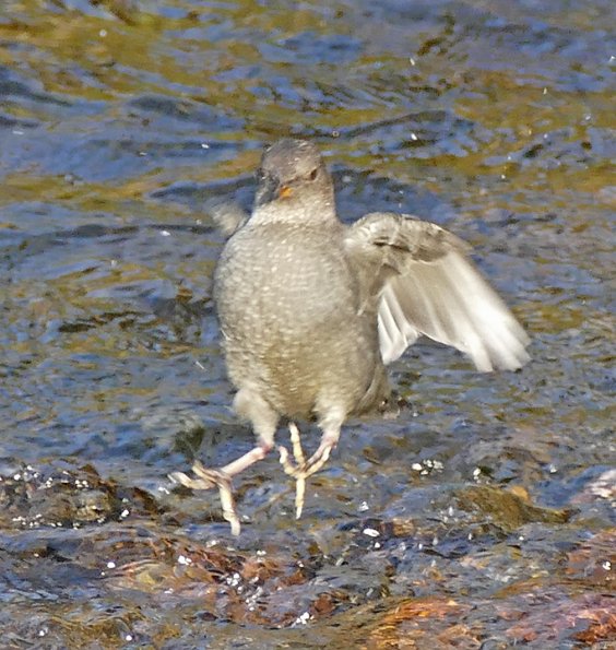 American-Dipper-preparing-to-land