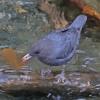 American-Dipper-with-fresh-salmon-egg