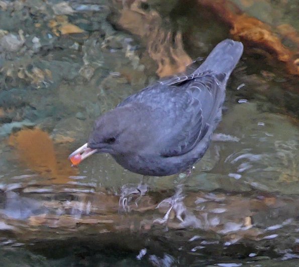 American-Dipper-with-fresh-salmon-egg